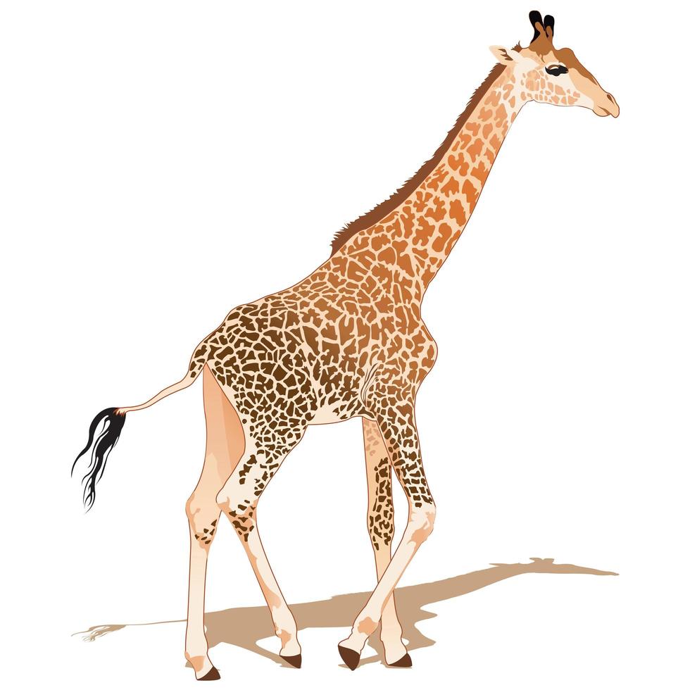 African Giraffe Walking vector