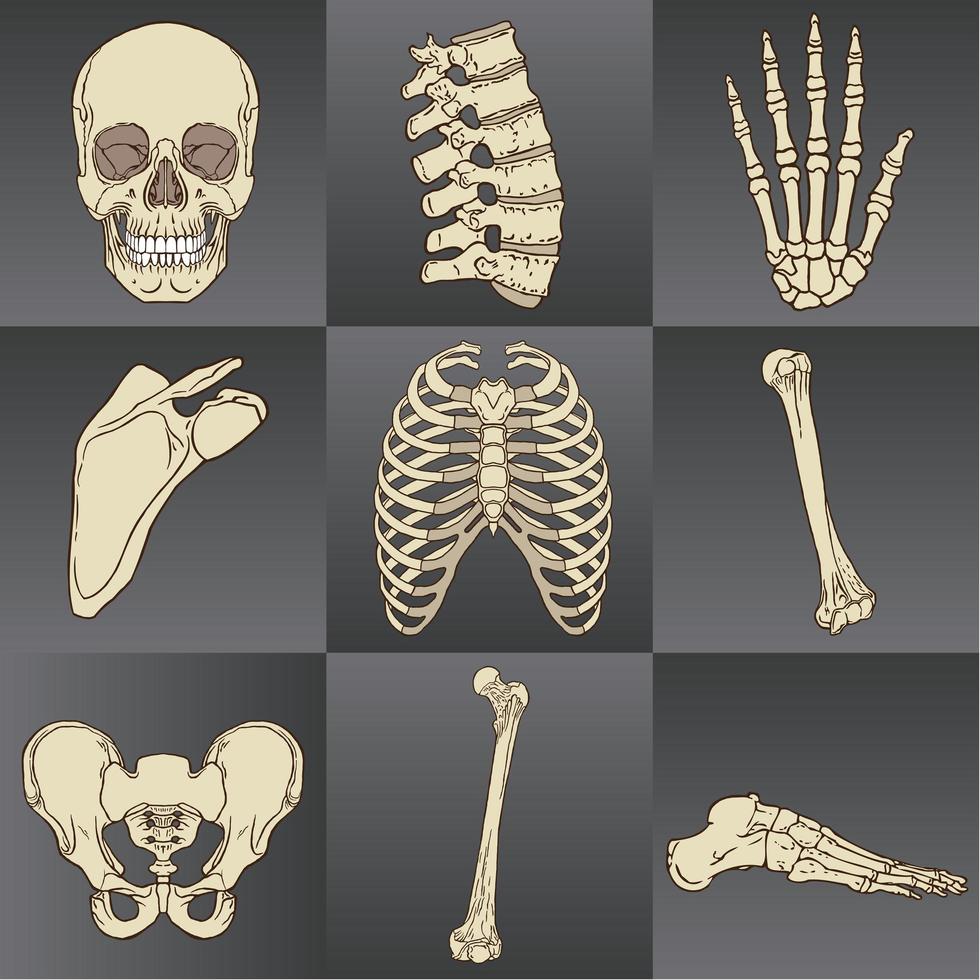 conjunto de huesos humanos vector