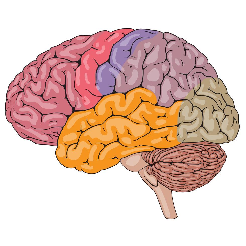 partes coloridas del cerebro humano vector