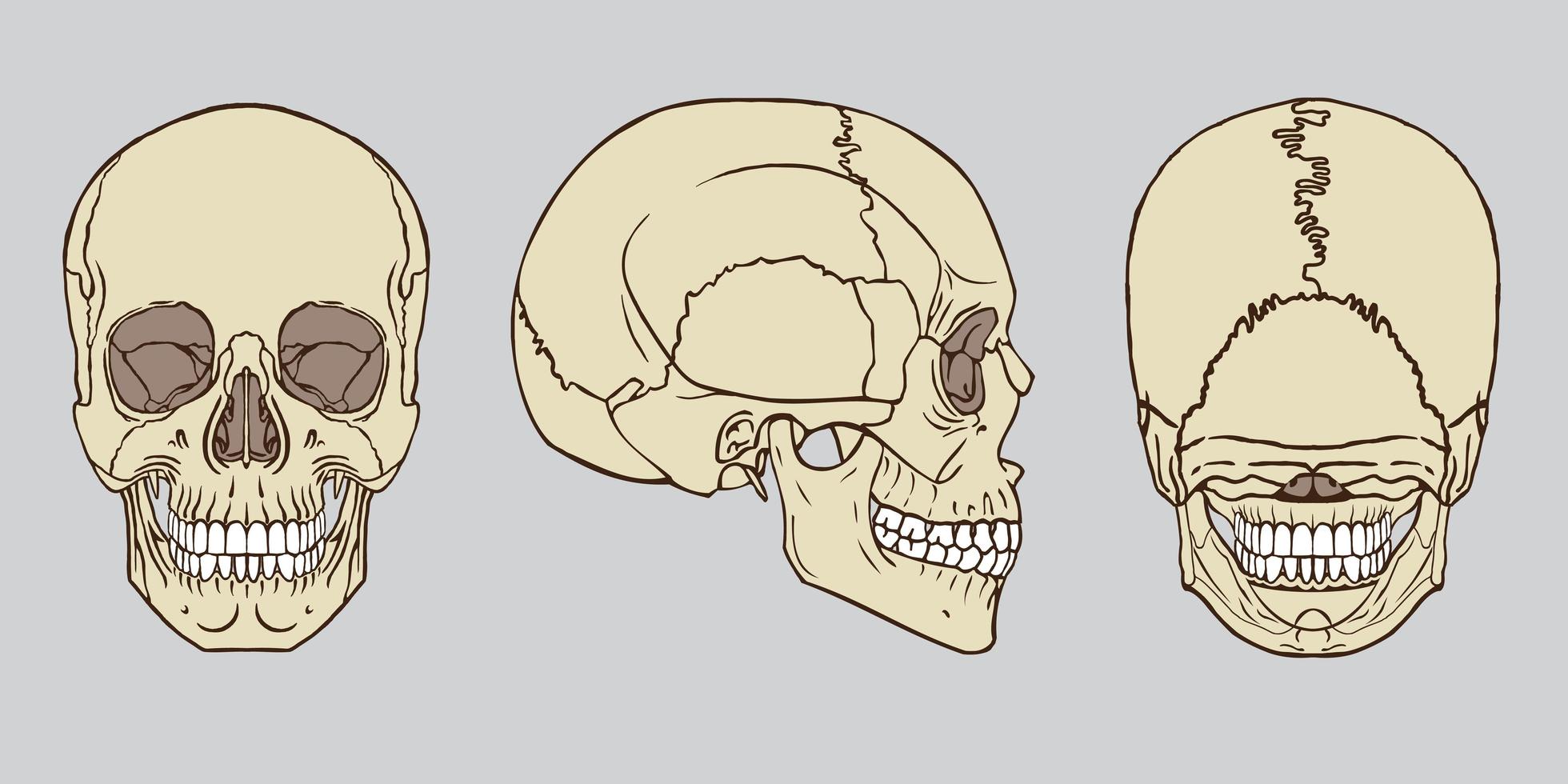 conjunto de anatomía del cráneo humano vector