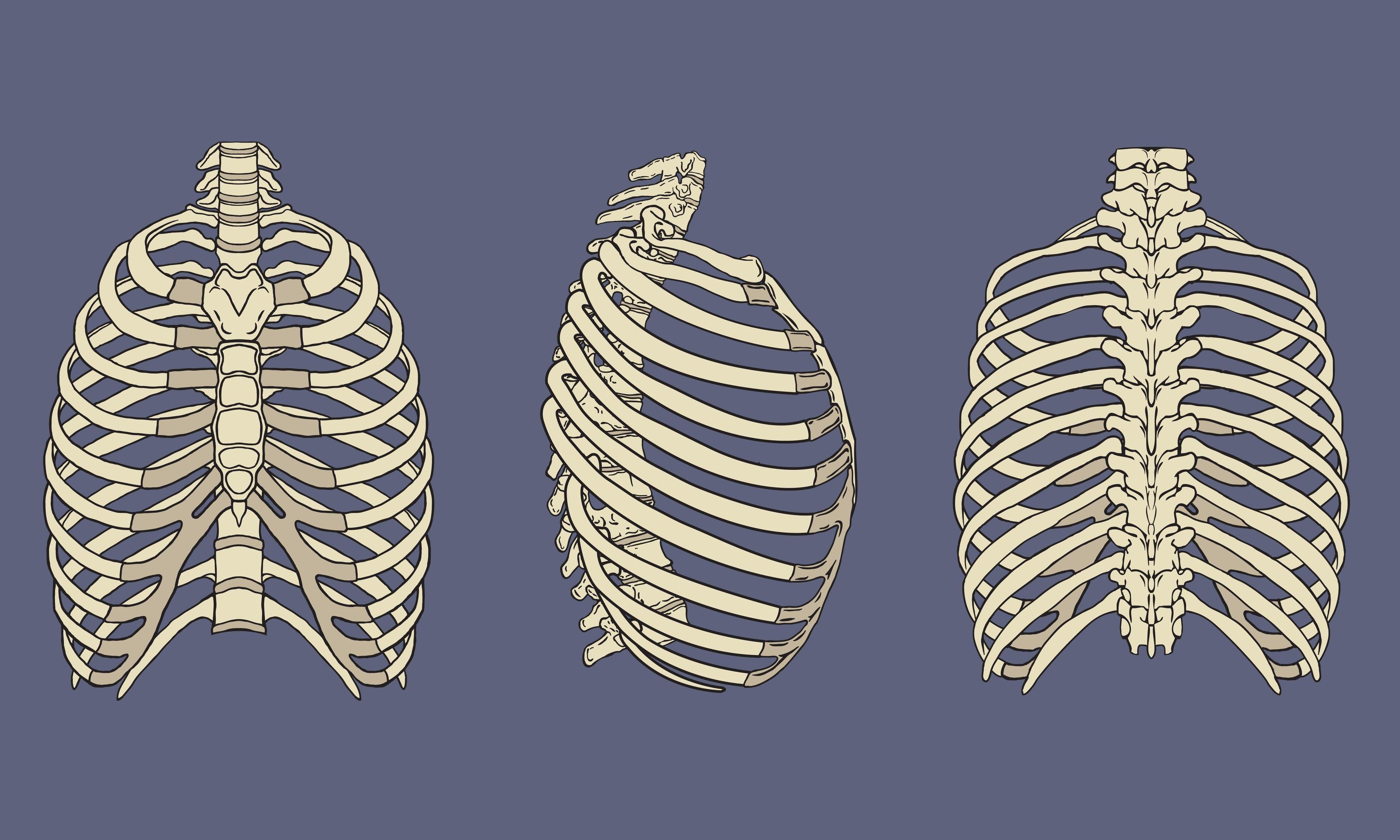 Human Rib Cage Skeletal Anatomy Pack Vector Art At Vecteezy