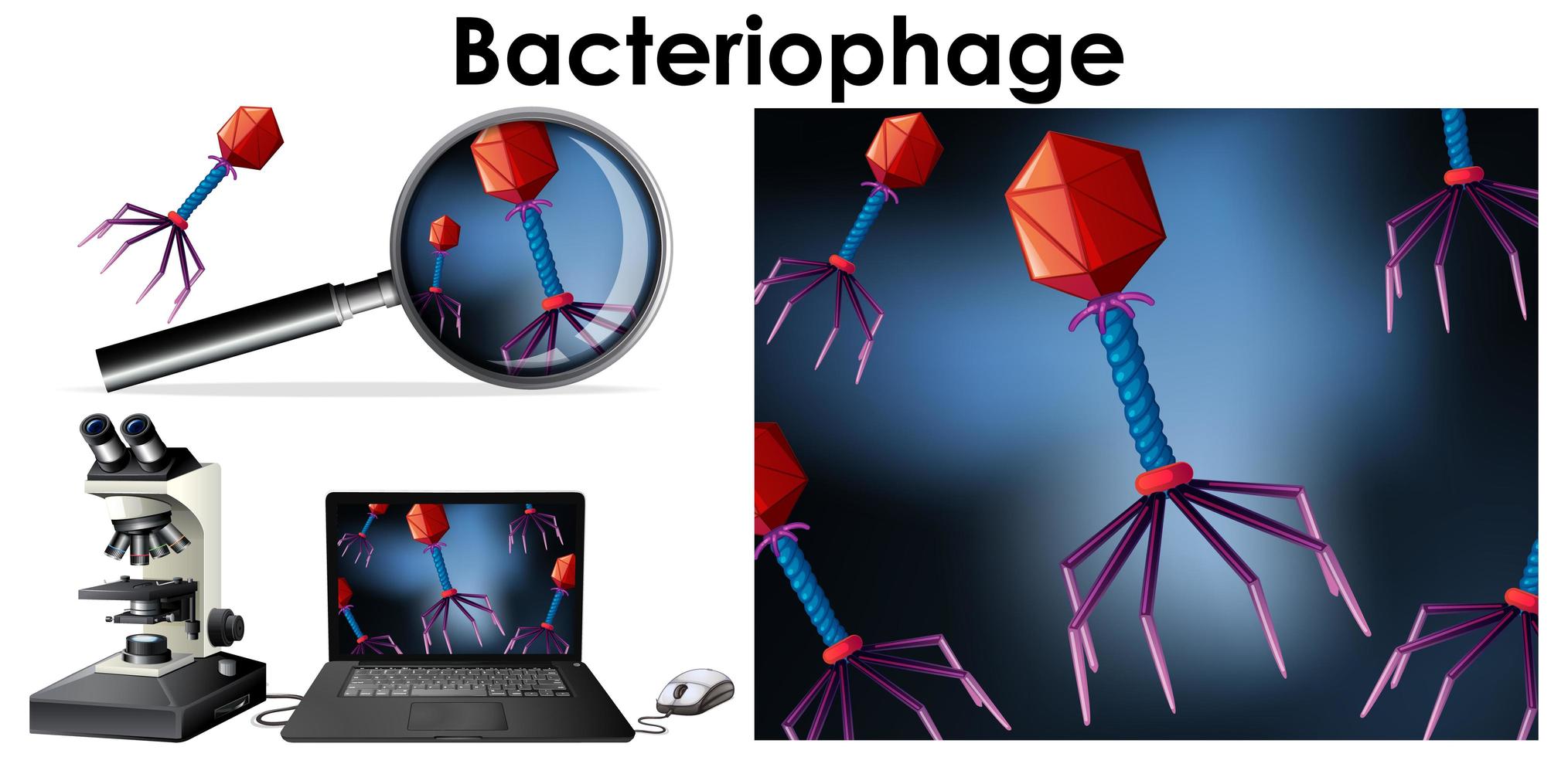 Object of virus Bacteriophage vector