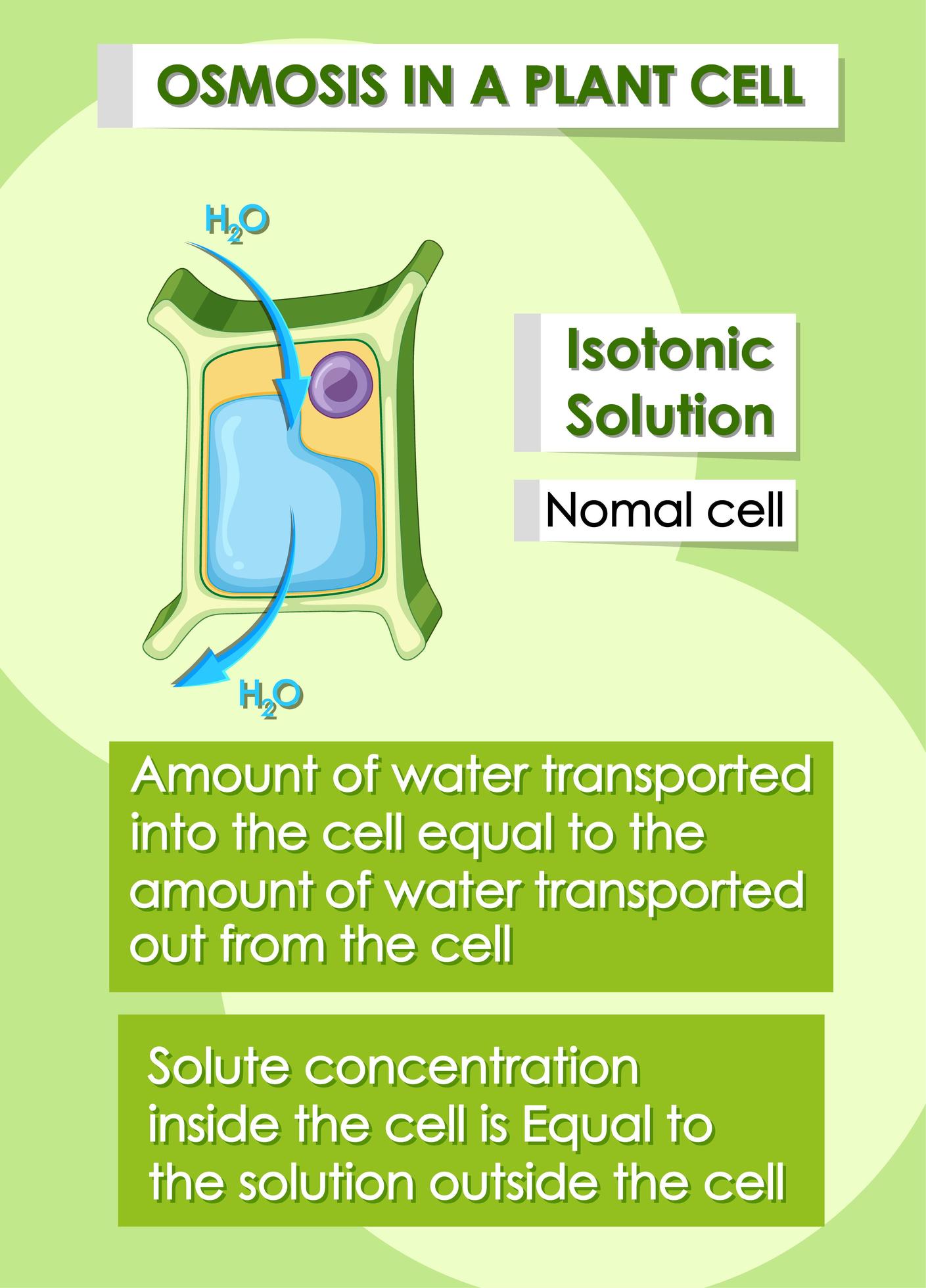 Osmosis in plant cell 1176843 Vector Art at Vecteezy