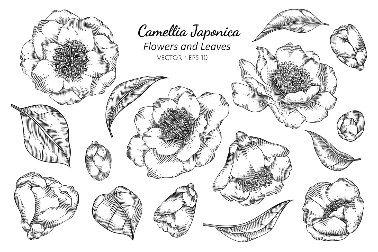 dibujo de arte de línea de flor y hoja de camellia japonica vector