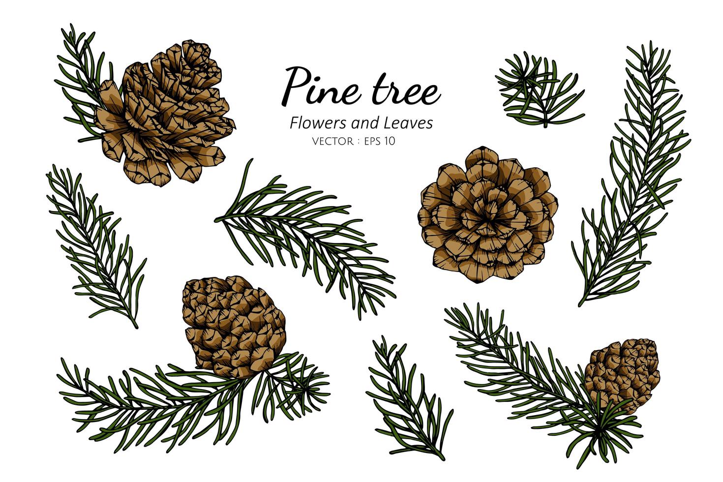 Pine Cone and Leaf Hand Drawn Botanical Illustration vector