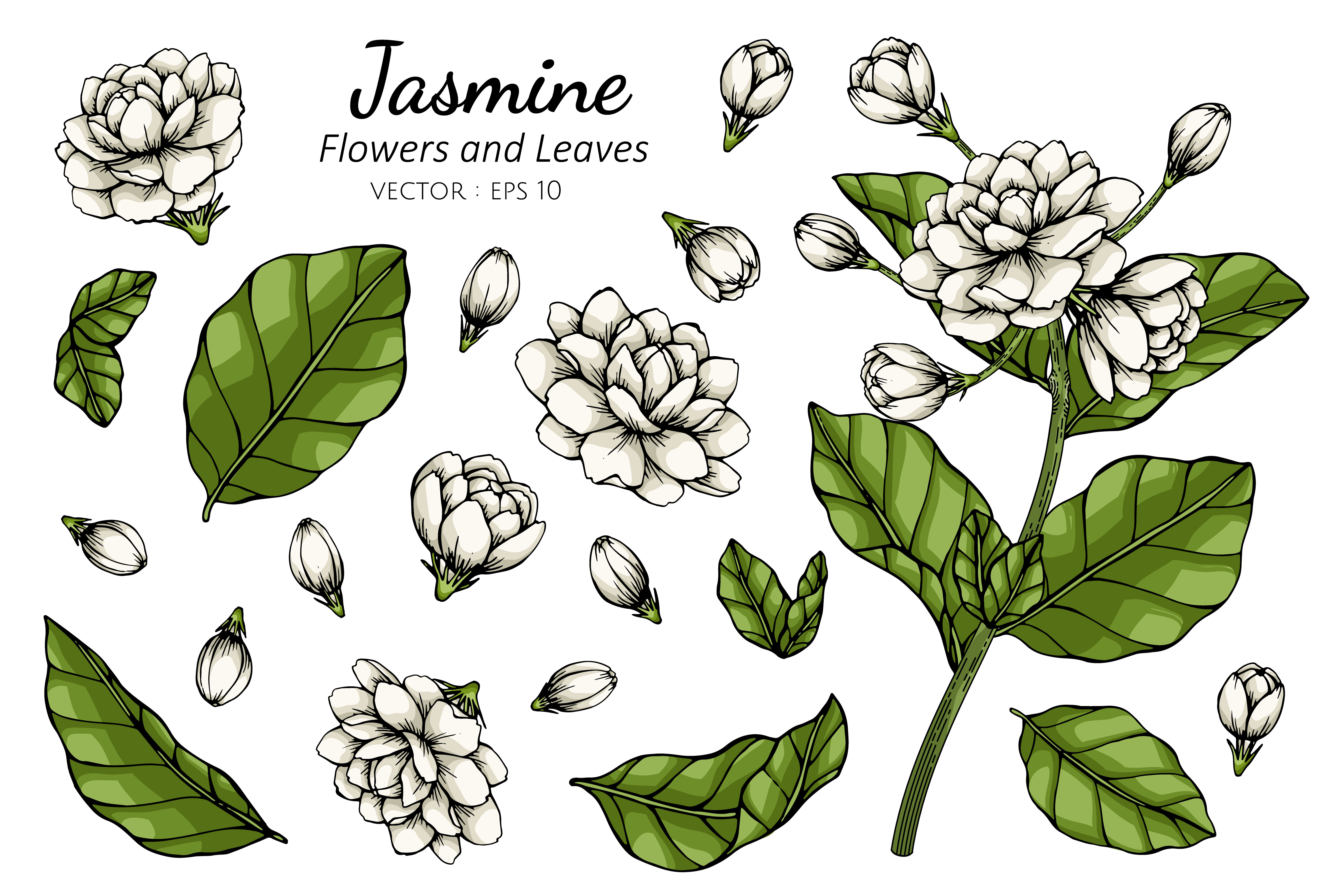 Download the Jasmine Flower and Leaf Hand Drawn Botanical Illustration 1176...