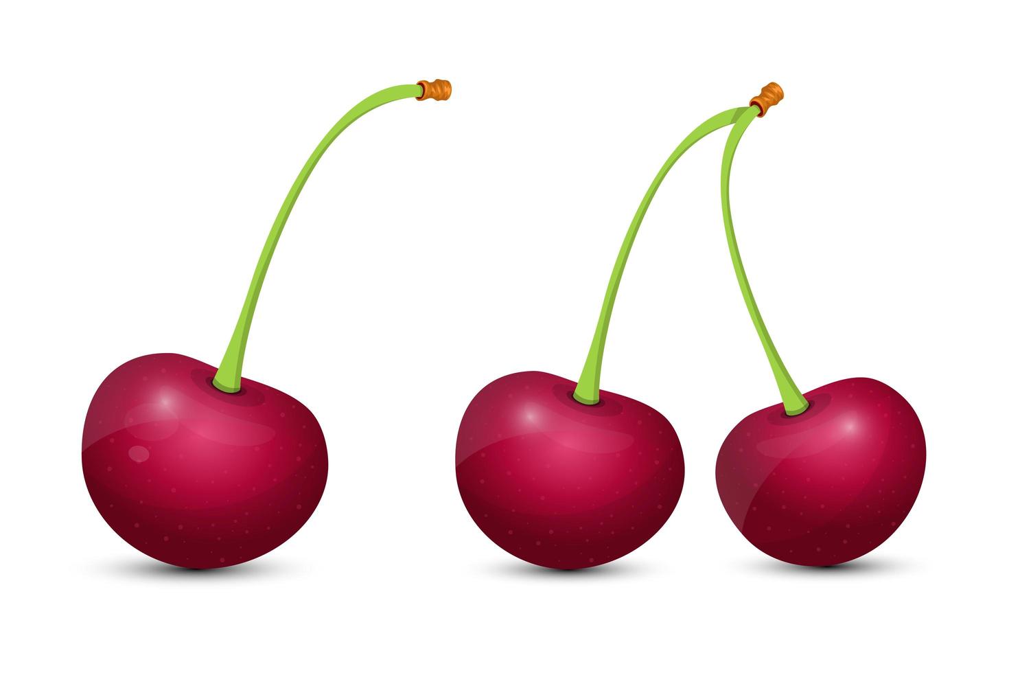 Cherry isolated on white background vector