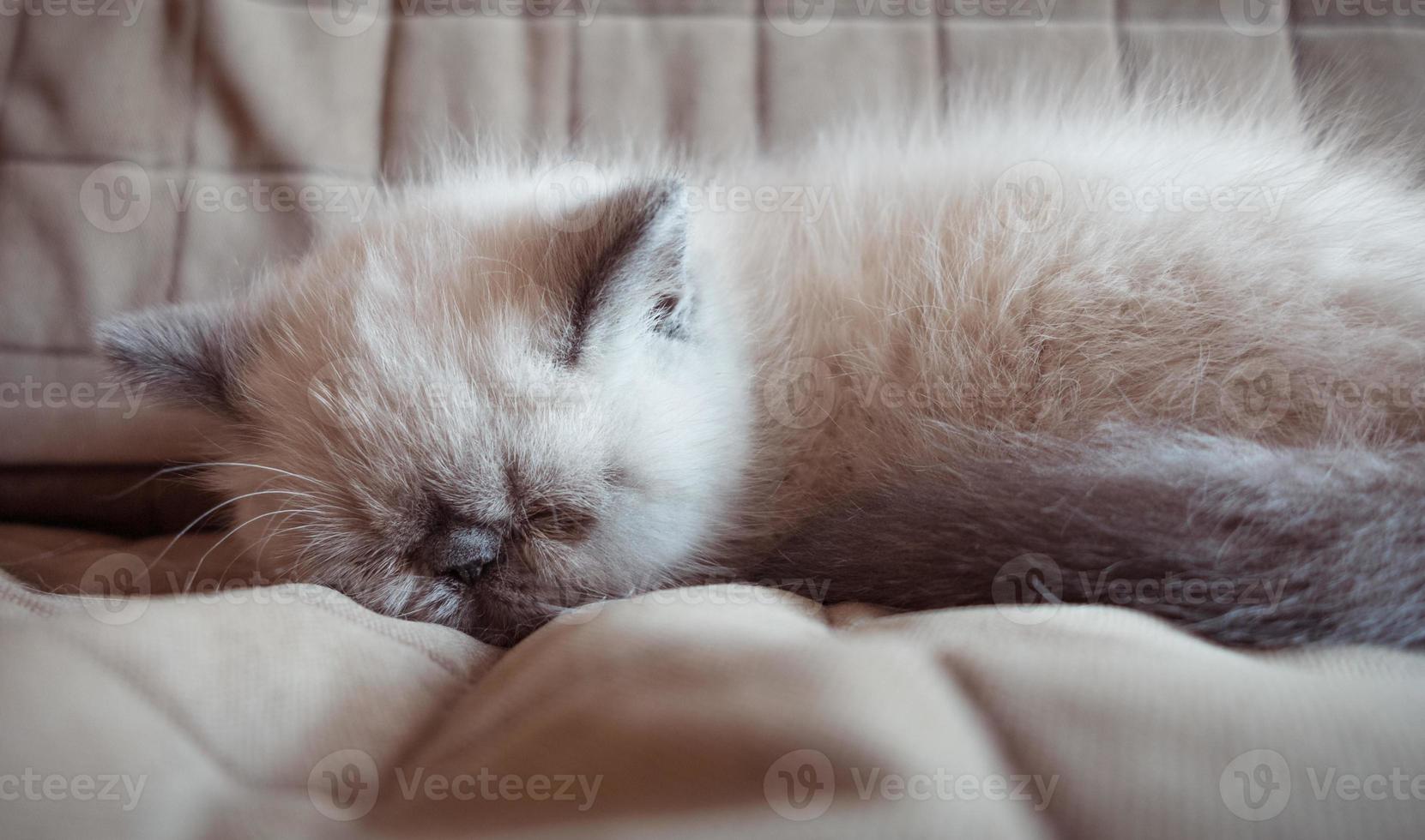 Sleeping  Exotic Shorthair kitten photo