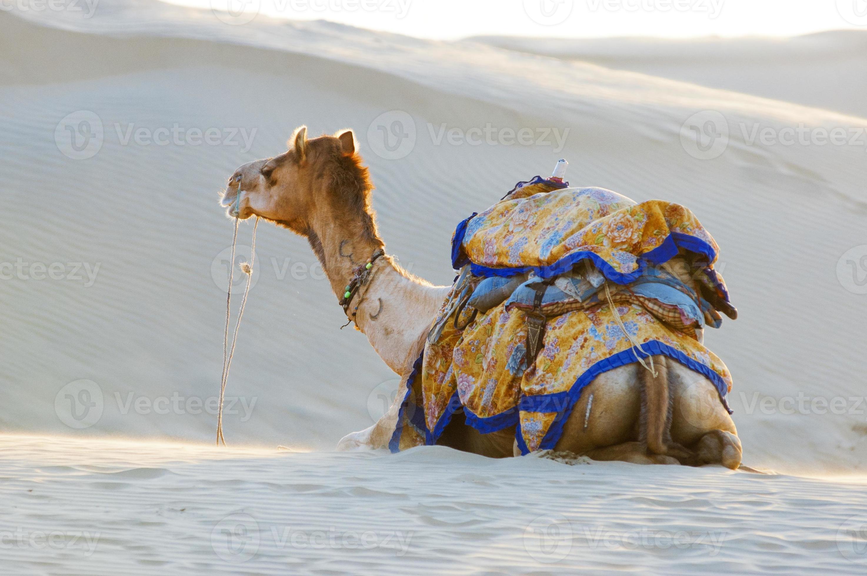 Camels in the Thar Desert, Jaisalmer, India 1179767 Stock Photo at Vecteezy Camels in the Thar Desert, Jaisalmer, India 1179767 Stock Photo at Vecteezy