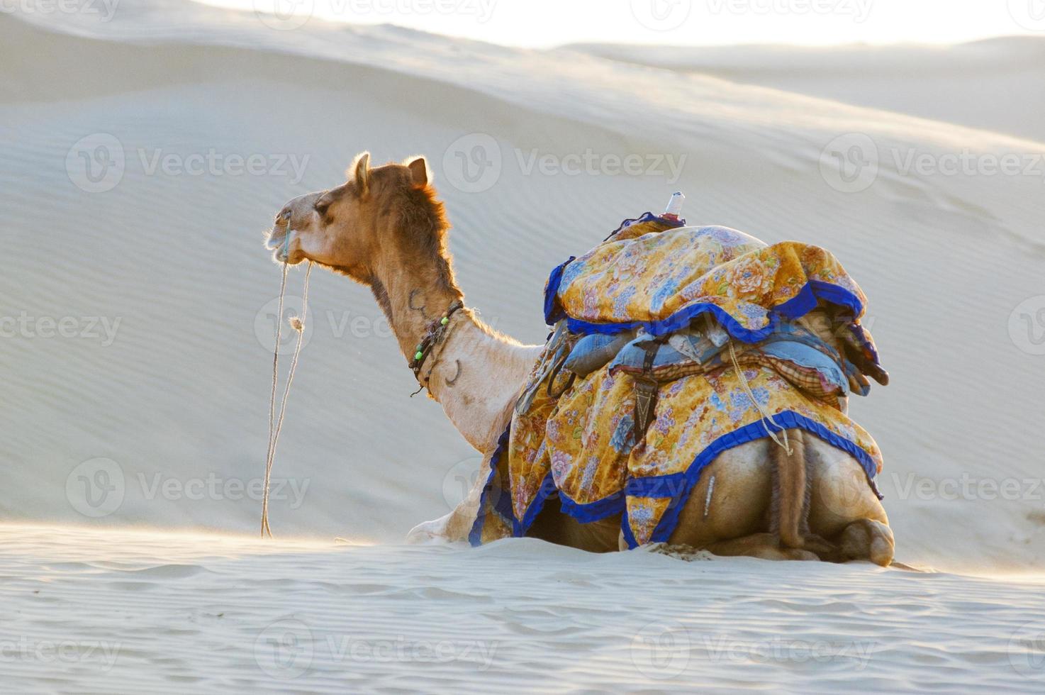 Camels in the Thar Desert, Jaisalmer, India photo