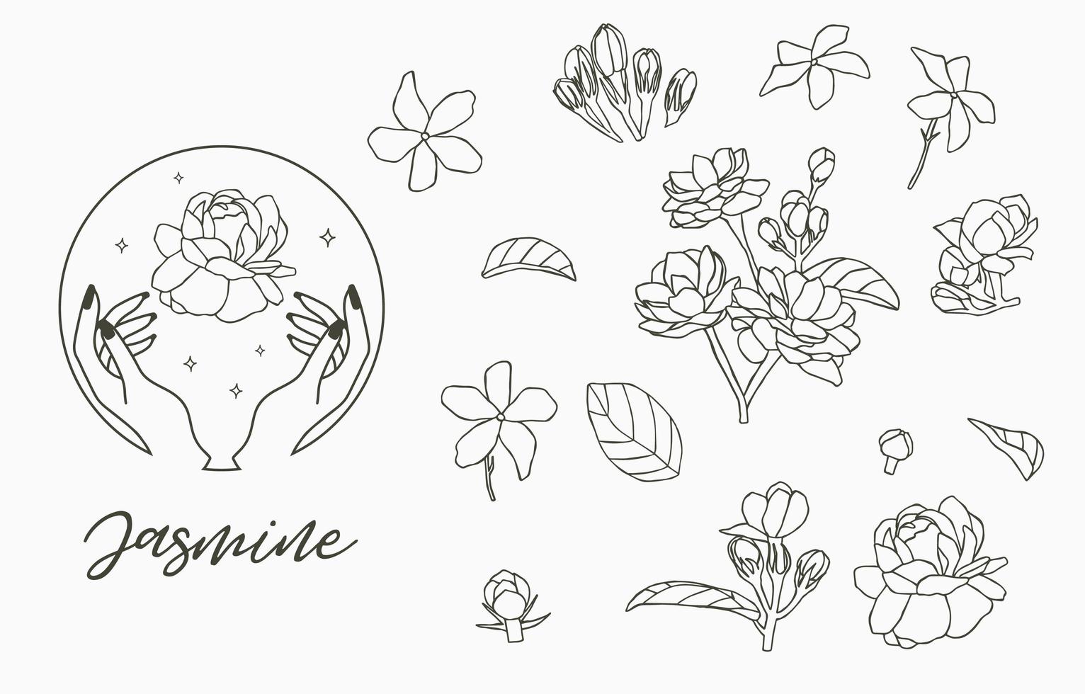 Jasmine collection with leaves vector
