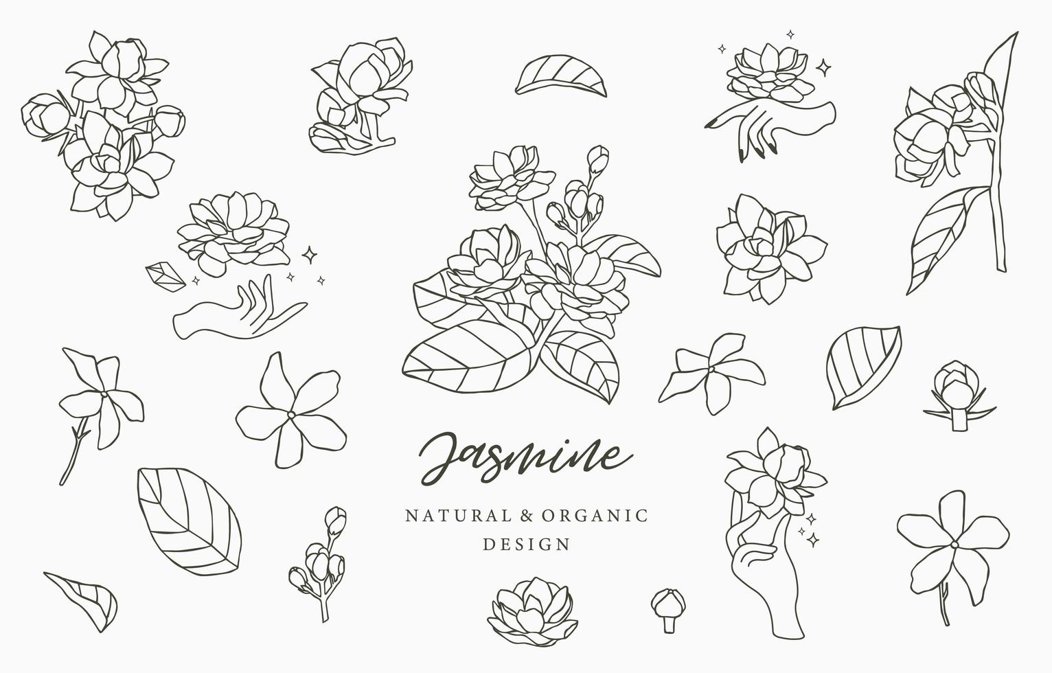 Set of Jasmine flowers and leaves 1180693 Vector Art at Vecteezy