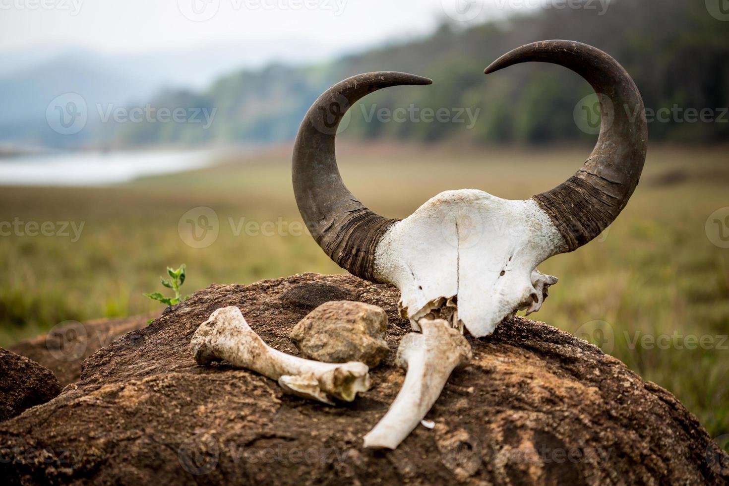 Gaur - Indian bison, skull and bones 1181835 Stock Photo at Vecteezy