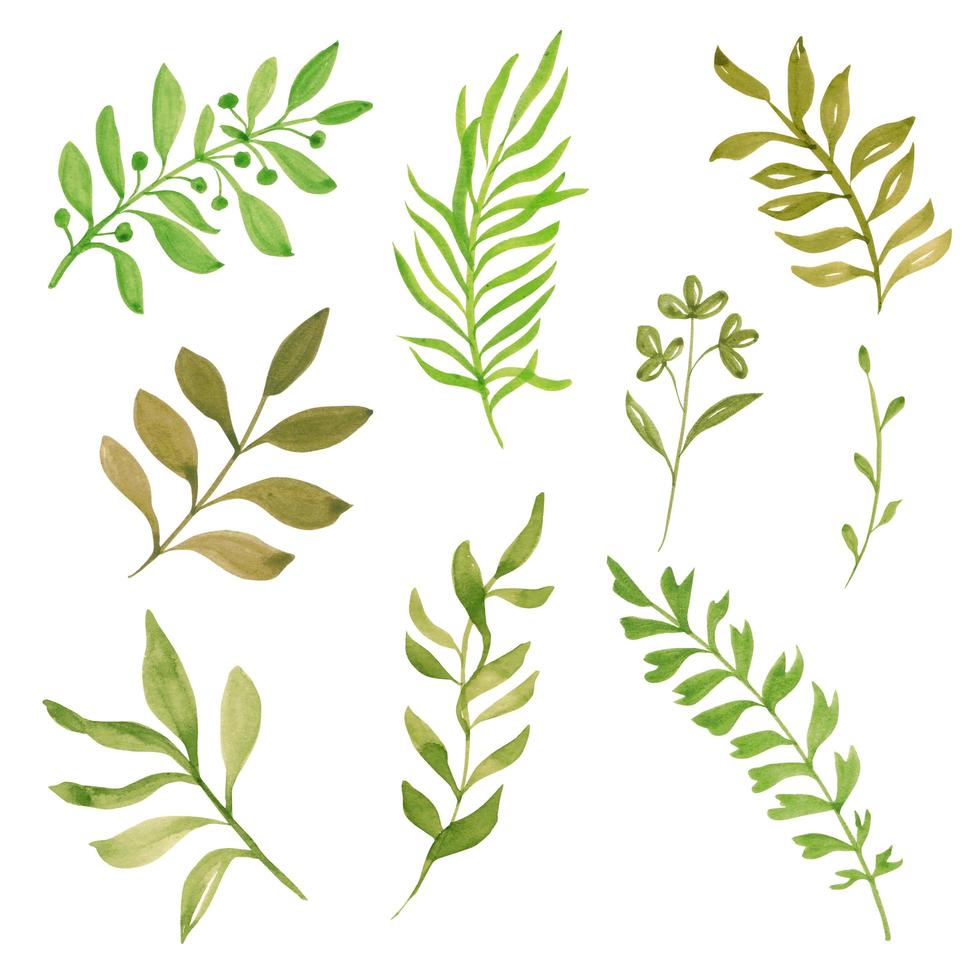 Collection of watercolor hand painted leaf branches vector