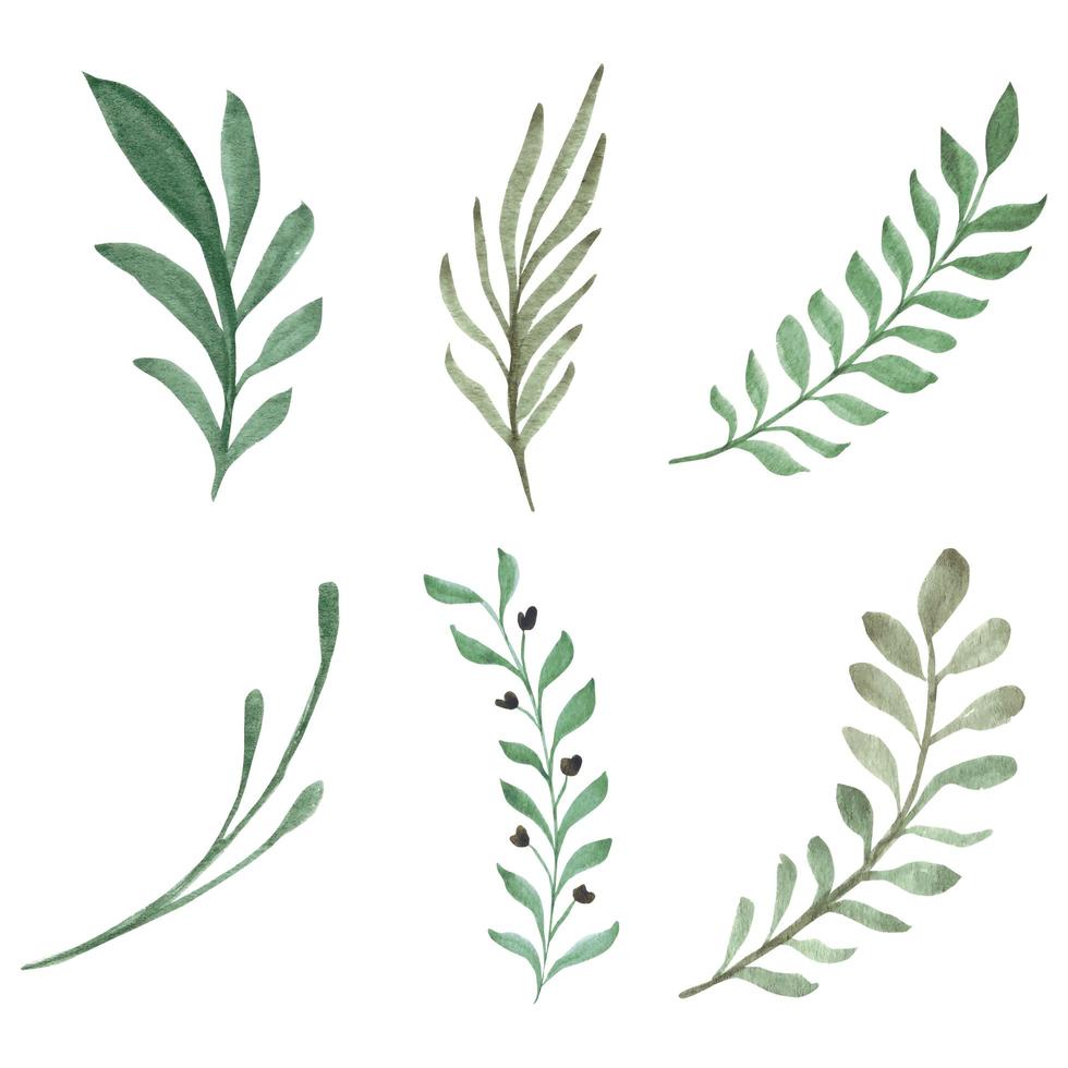 Green leaf branch set  vector