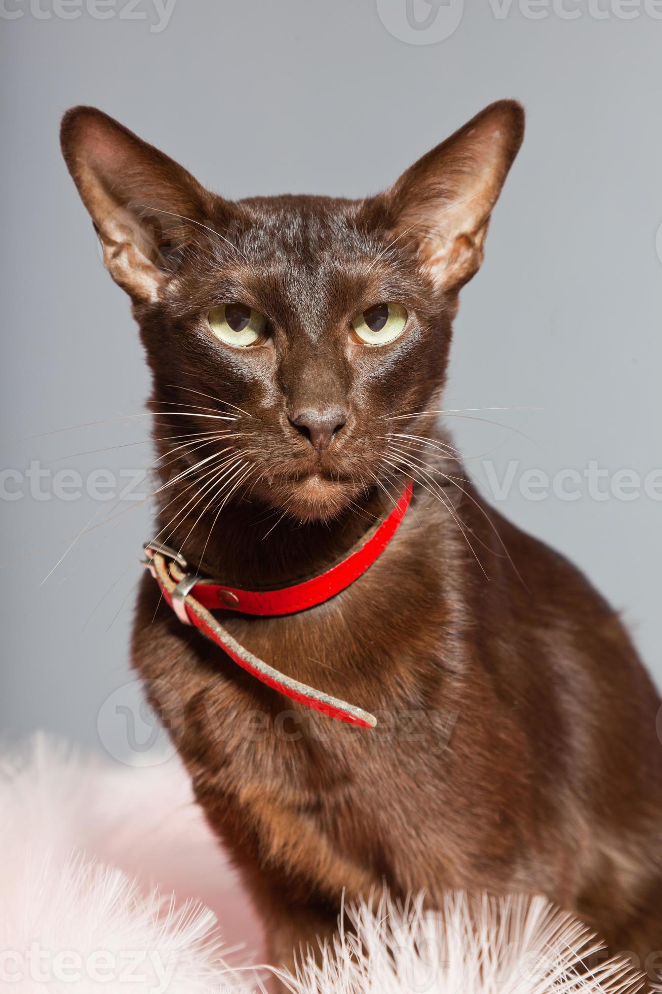 Oriental Shorthair Cat Dark Brown Siamese Breed 1183605 Stock Photo At Vecteezy Oriental Shorthair Cat Dark Brown Siamese Breed 1183605 Stock Photo At Vecteezy