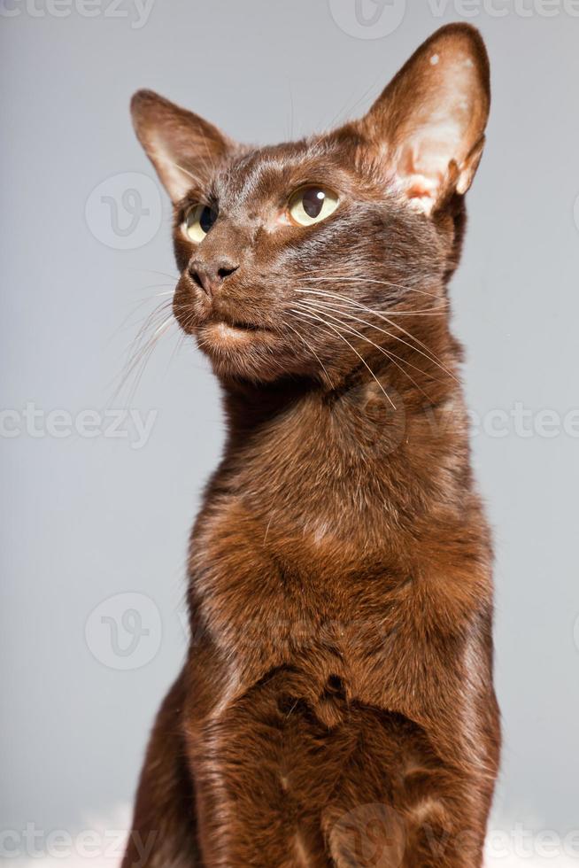 70++ Oriental shorthair austin Funny Cats