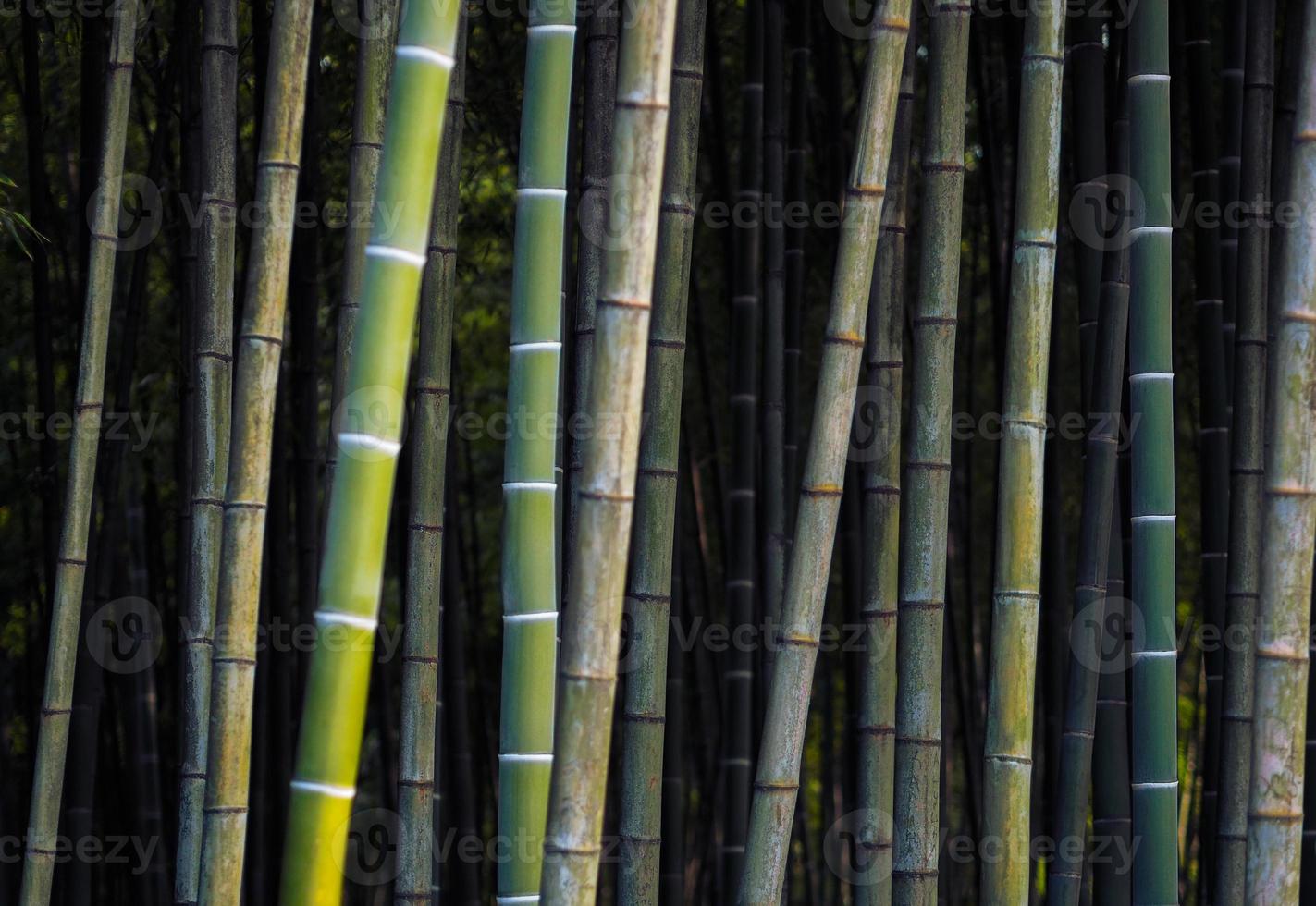 Bamboo background photo