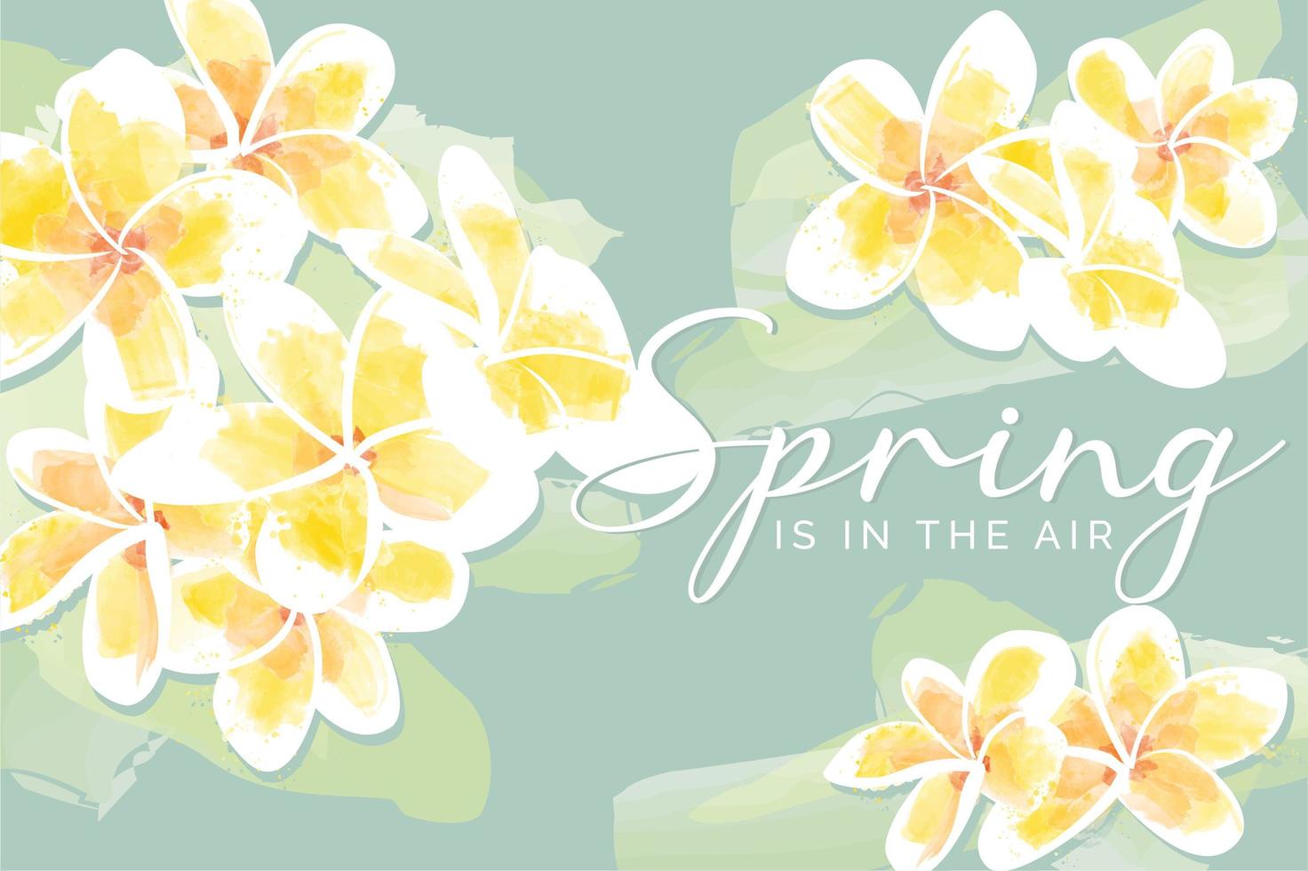 White and Yellow Frangipani Flowers Watercolor vector