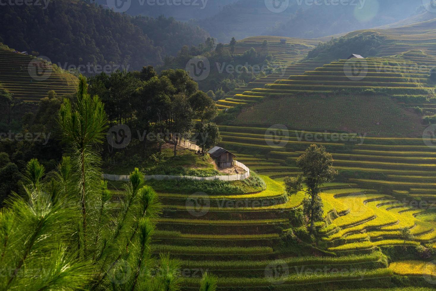 campos de arroz en terrazas en vietnam foto