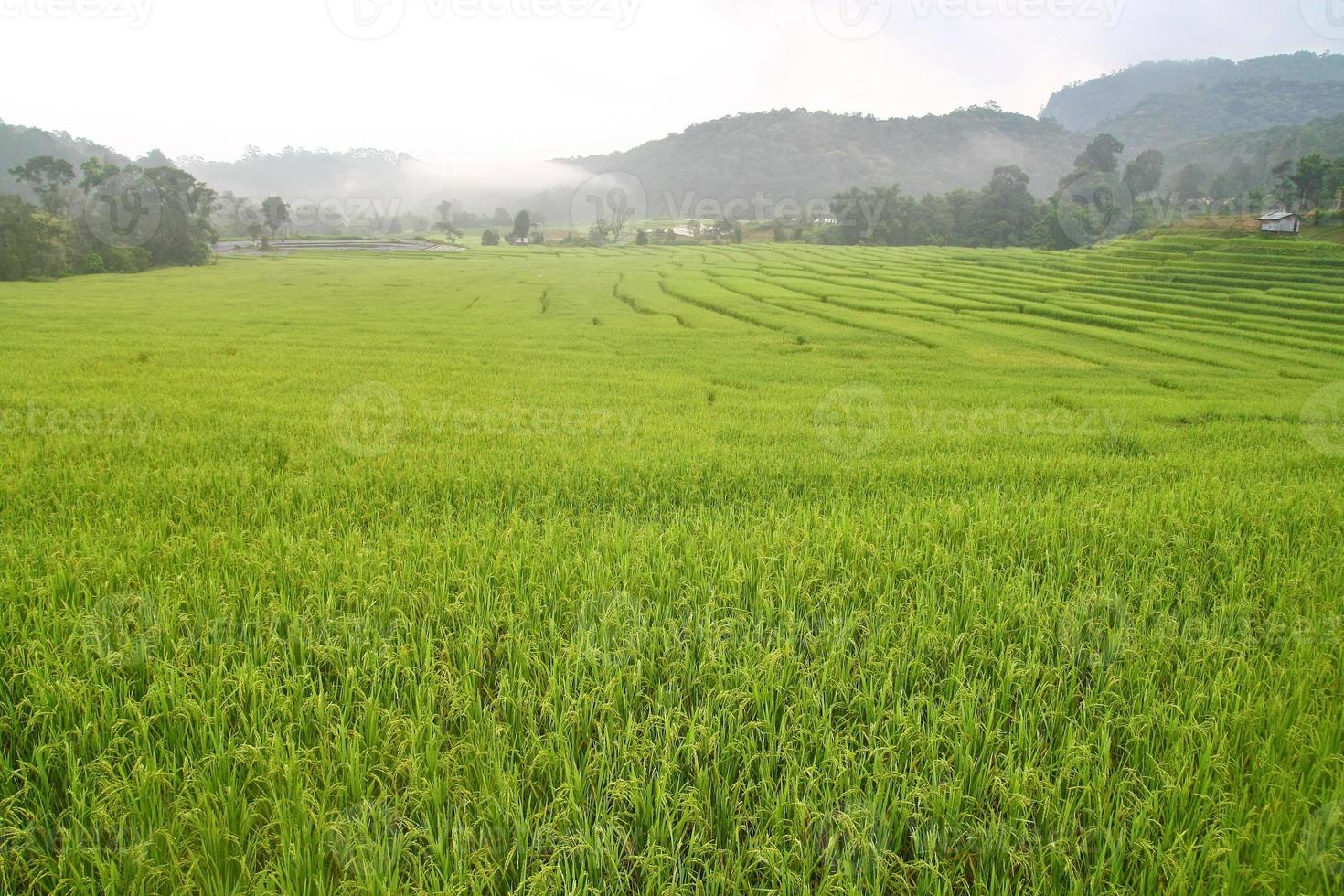 campo de arroz en Tailandia foto