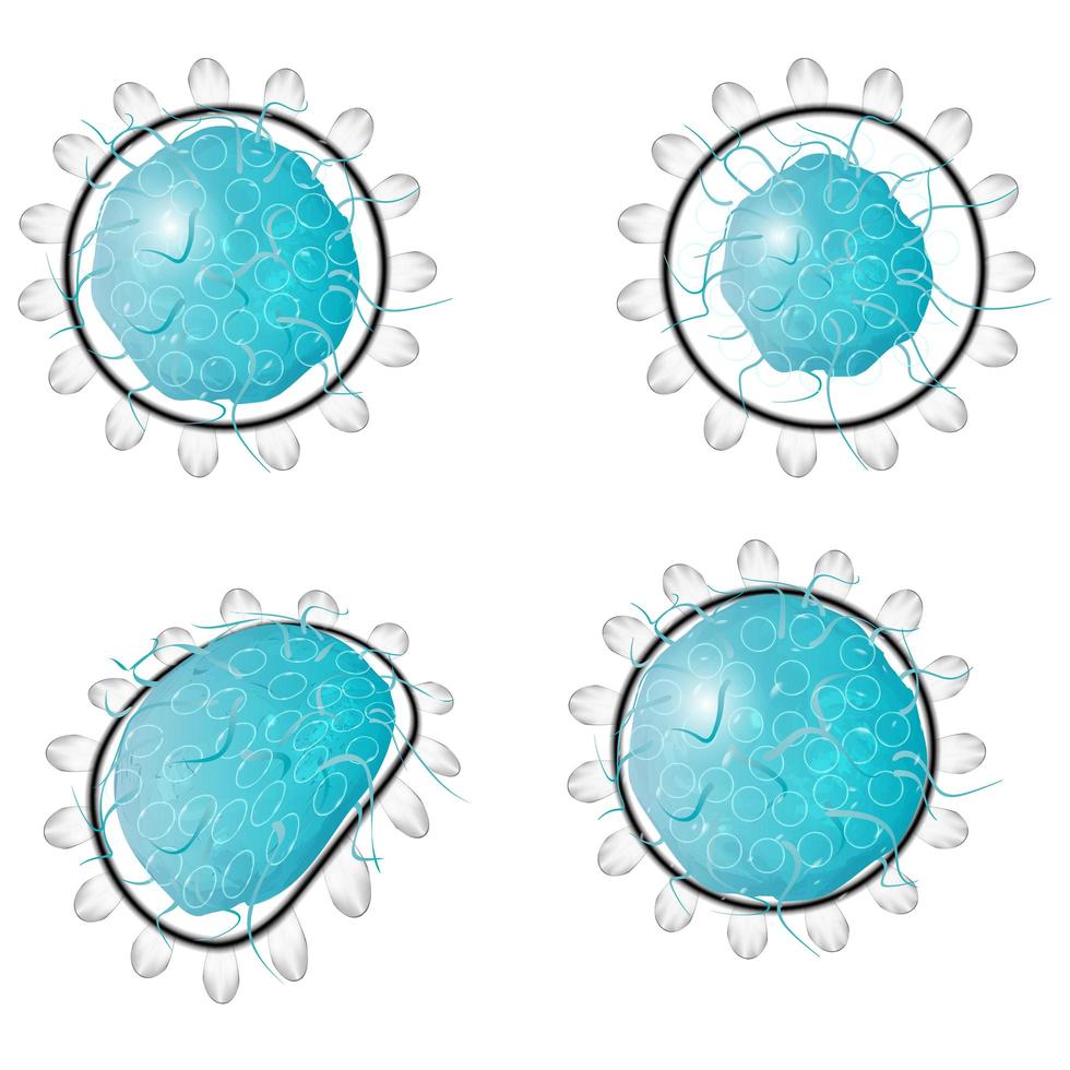 conjunto de células de virus vector