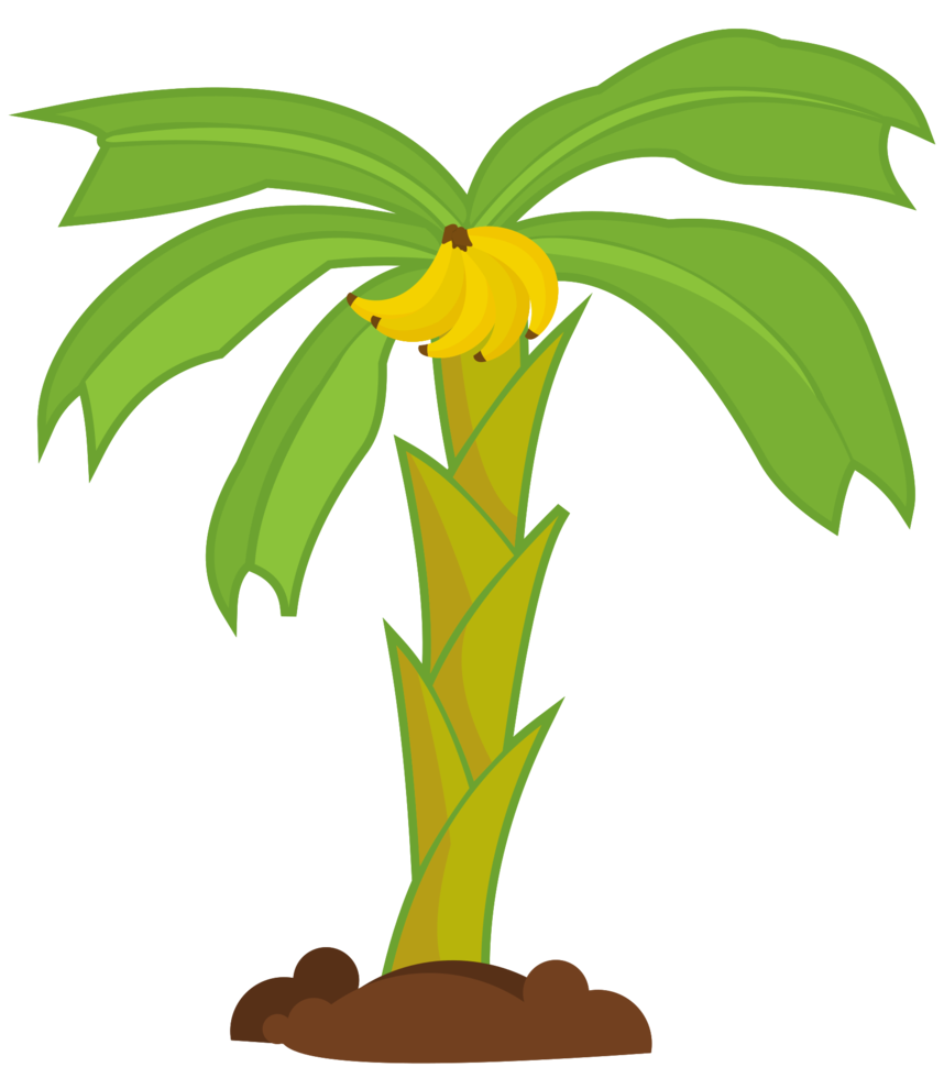 palmboom png