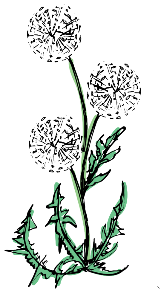 Flower dandelion  png