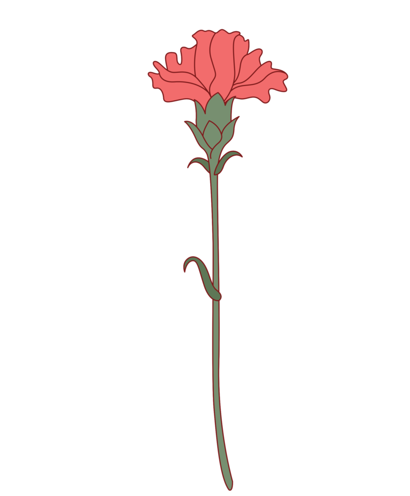 Carnation flower 1190263 PNG