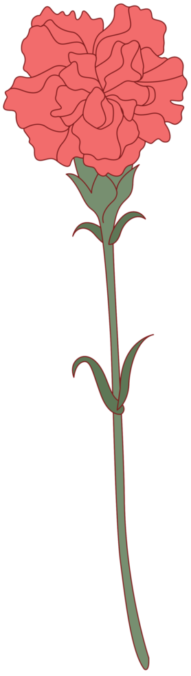 Carnation flower png