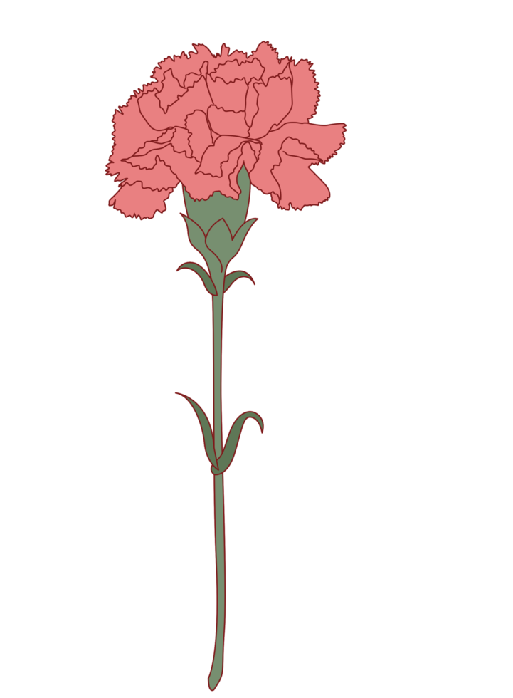 fleur oeillet png