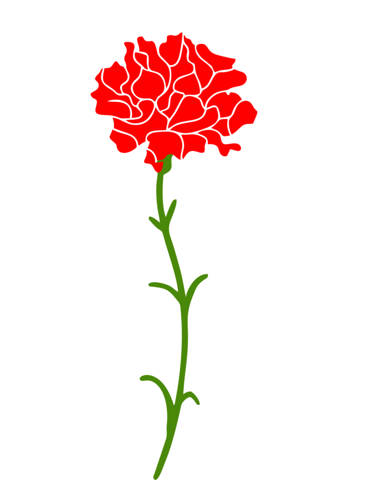 Carnation flower png