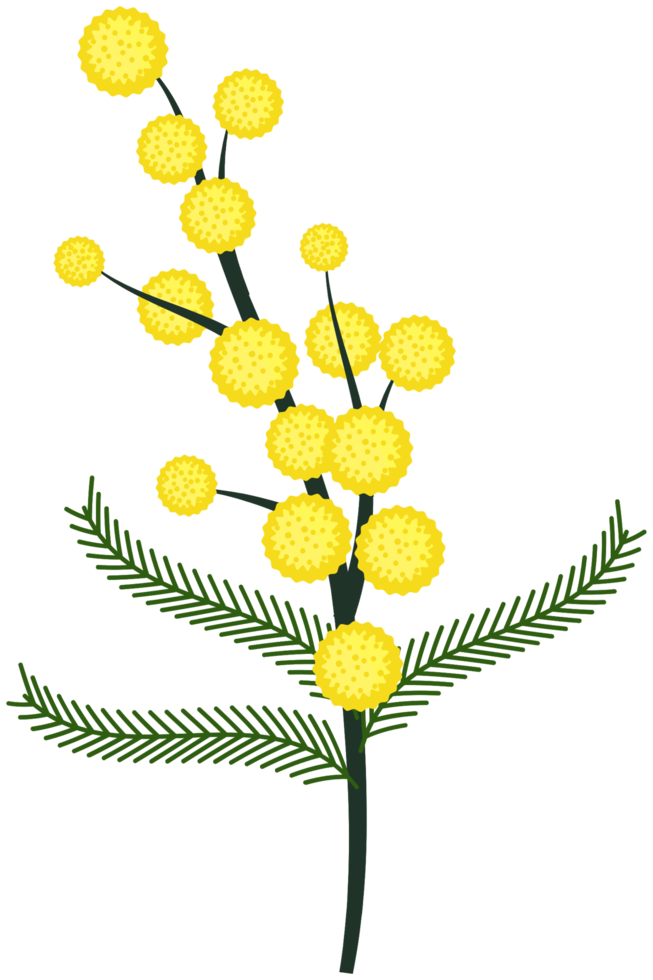 flor de mimosa png