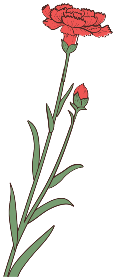 fiore di garofano png
