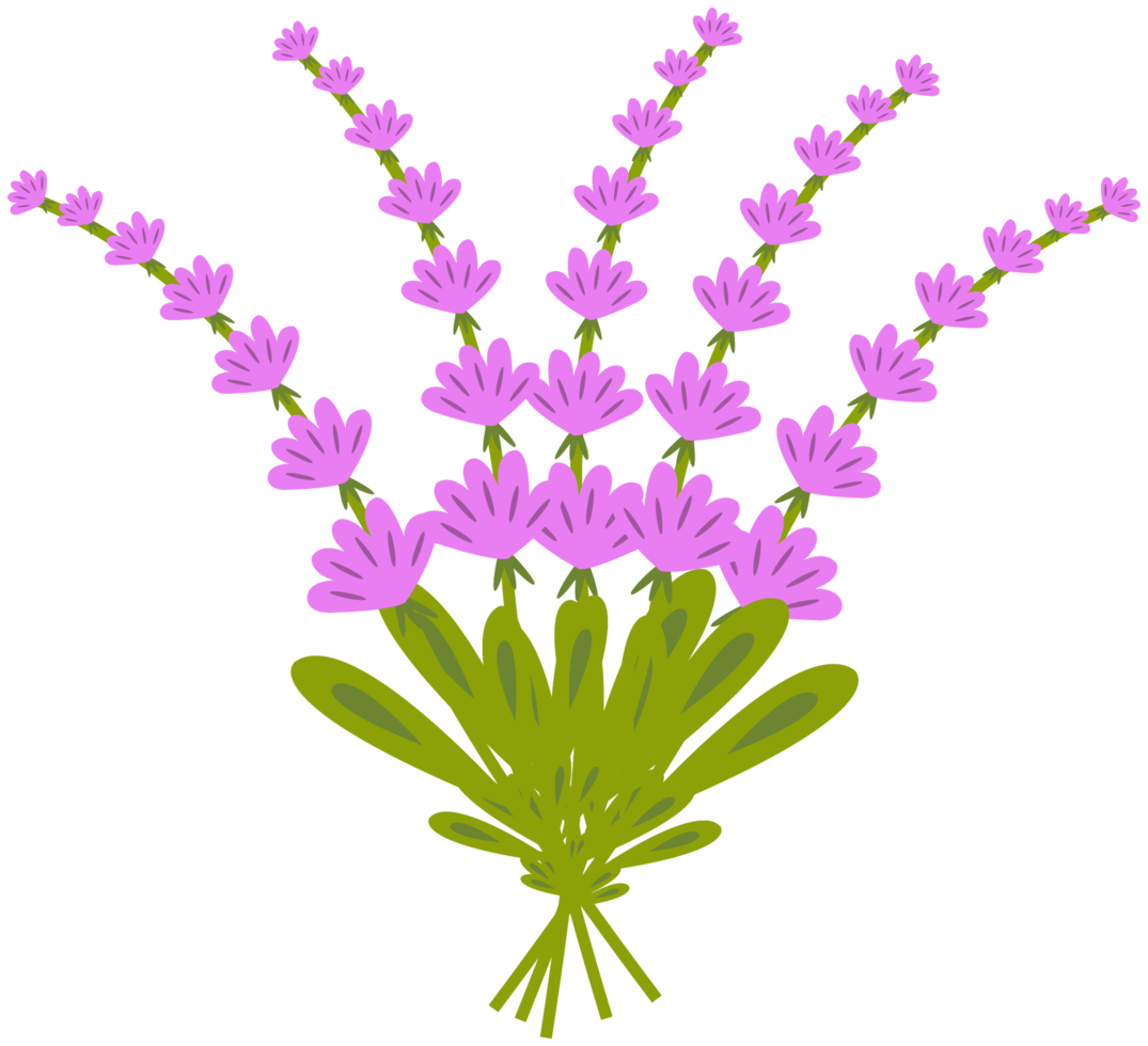 fiore di lavanda png