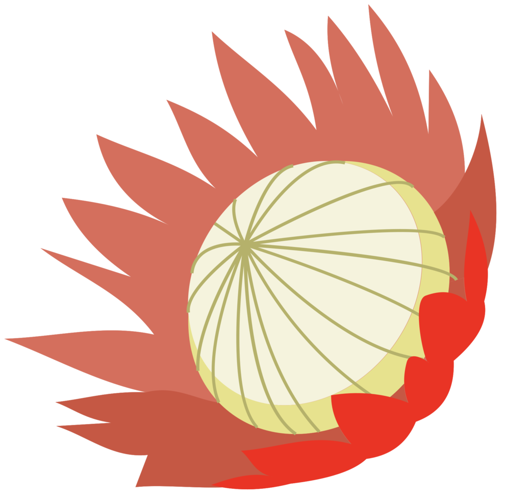 fleur de protée png