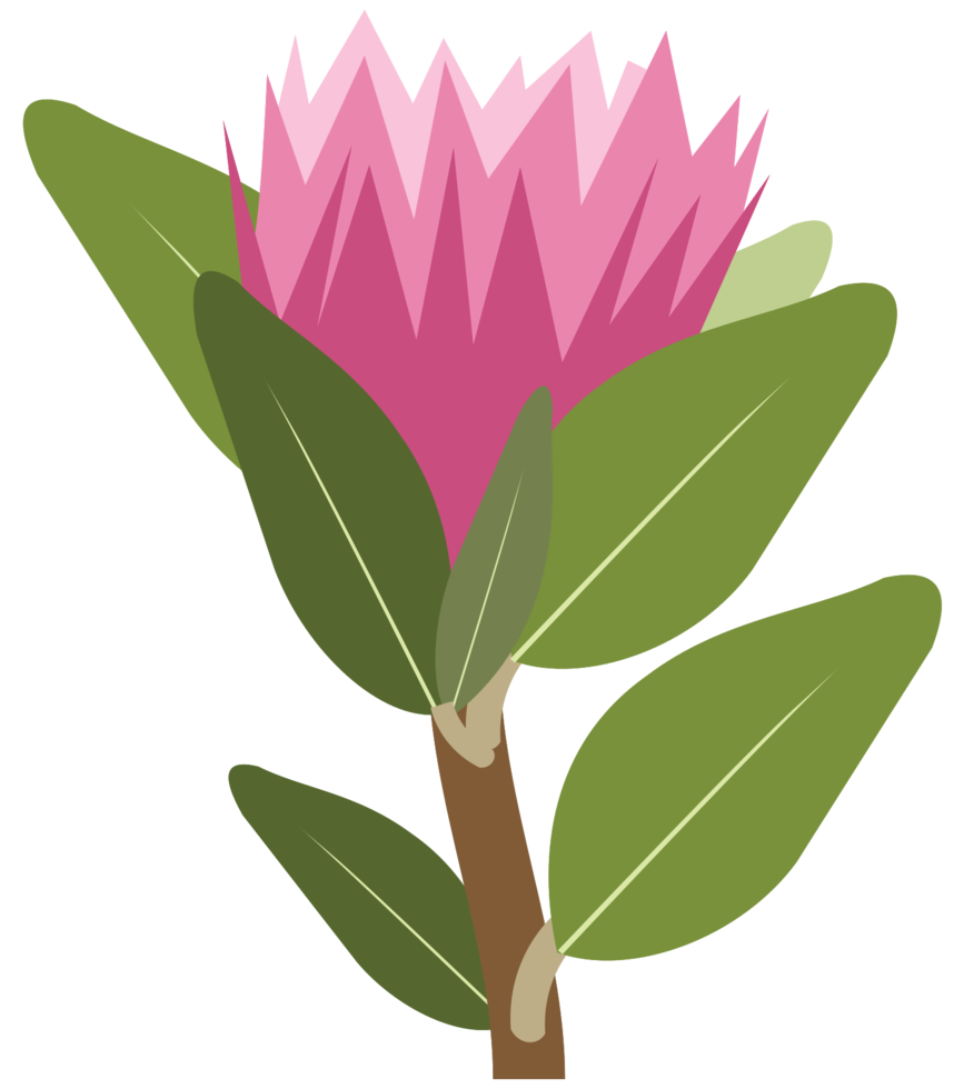 fleur de protée png