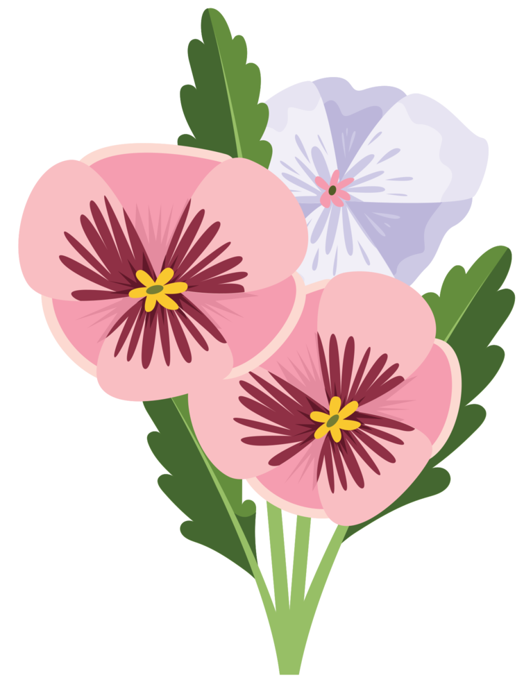 Pansy flower png