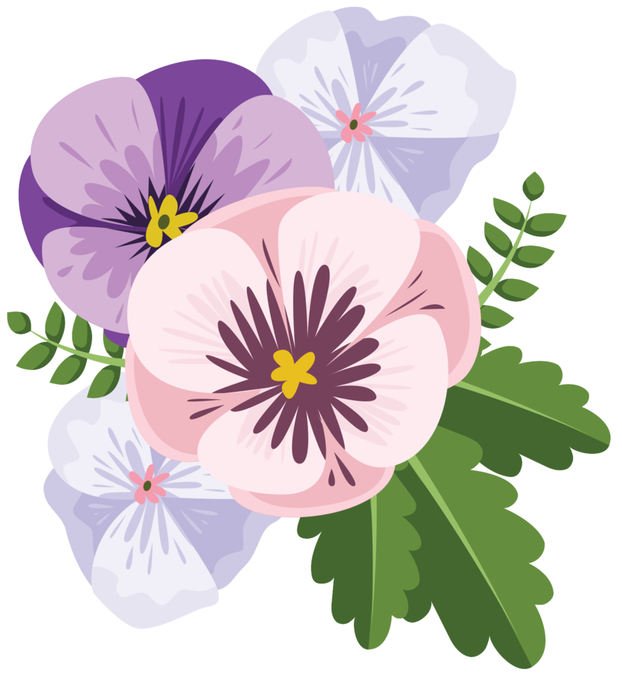 fiore viola del pensiero png