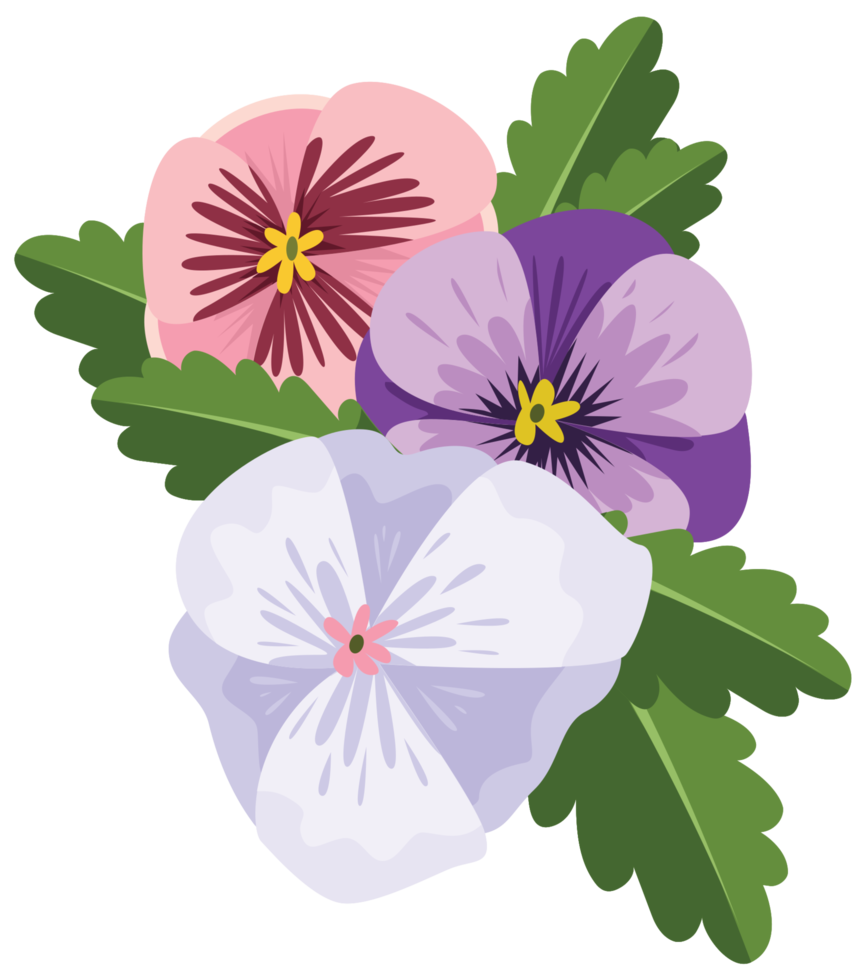Stiefmütterchen Blume png