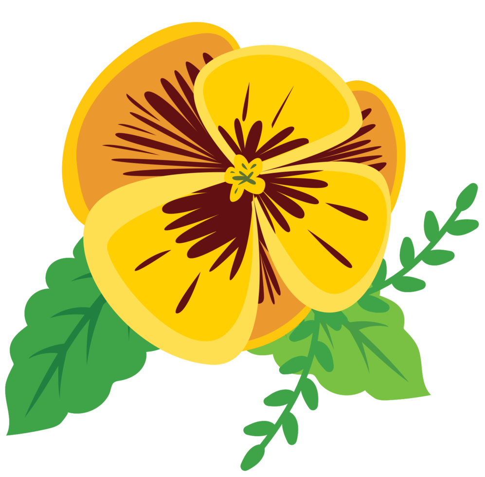 Colorful pansy flower png