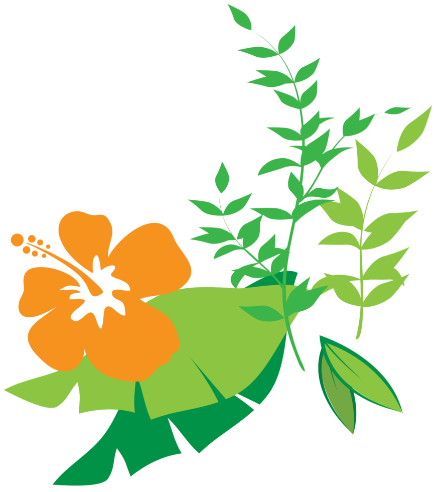 Flor Hibiscus png