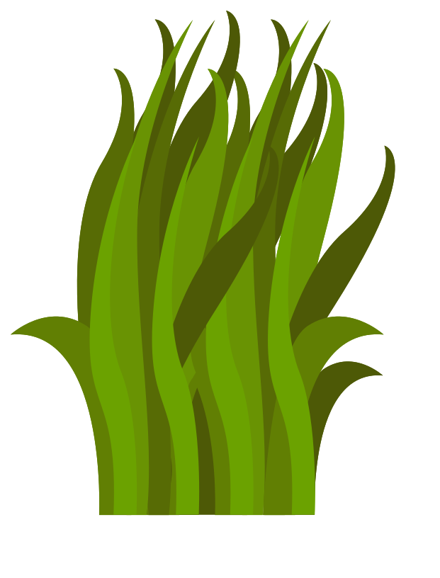 herbe png