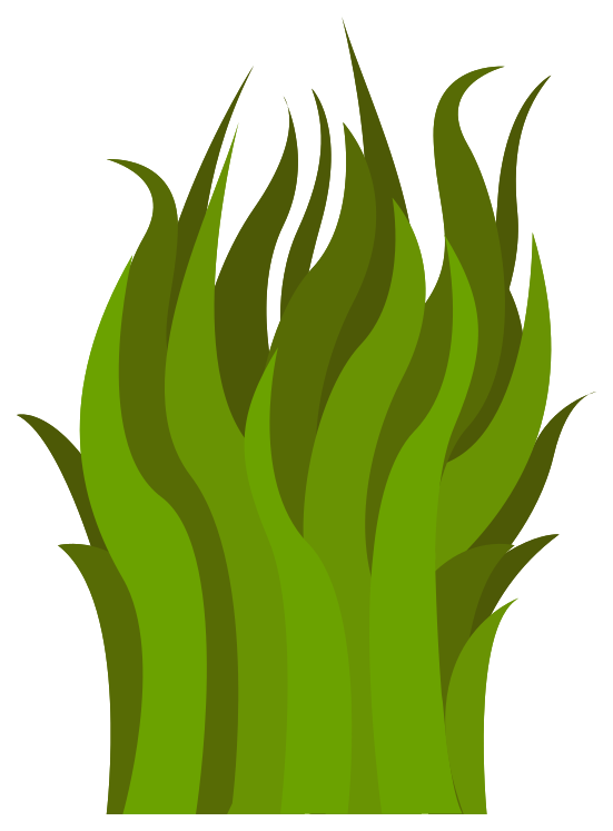 herbe png