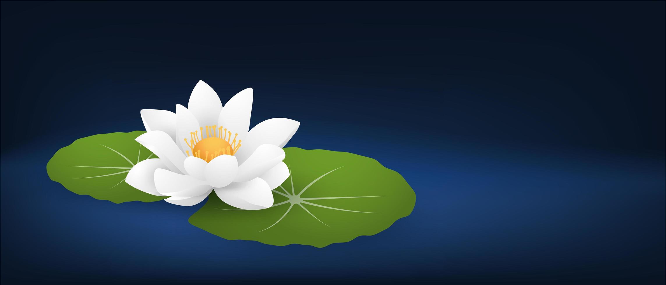 White Water Lily and Pads on Dark Blue vector