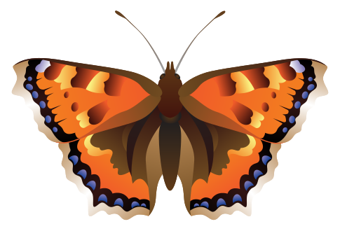 mariposa png