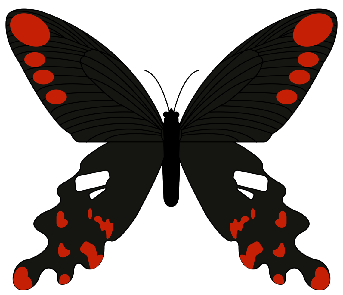 Schmetterling png