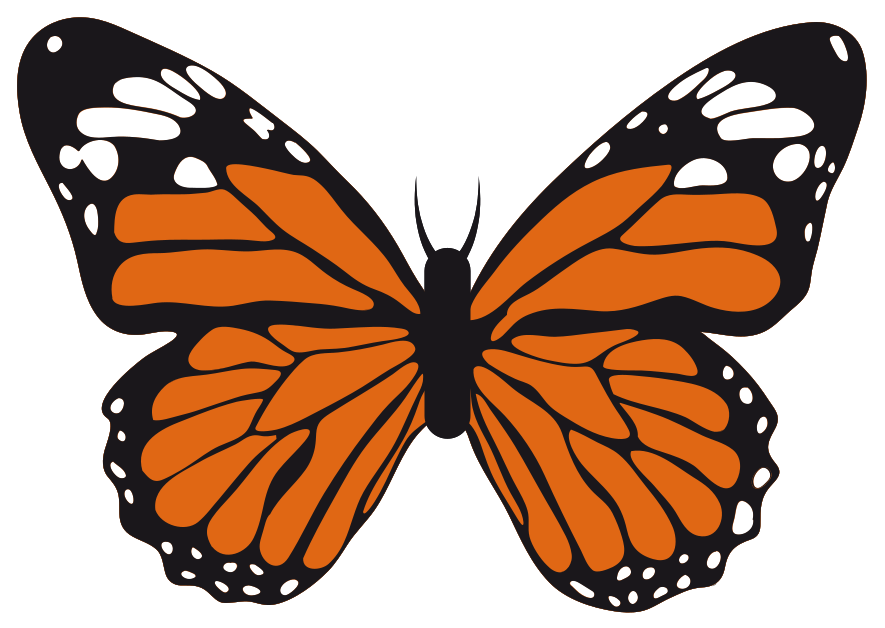 Butterfly png