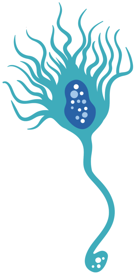 Neuron png