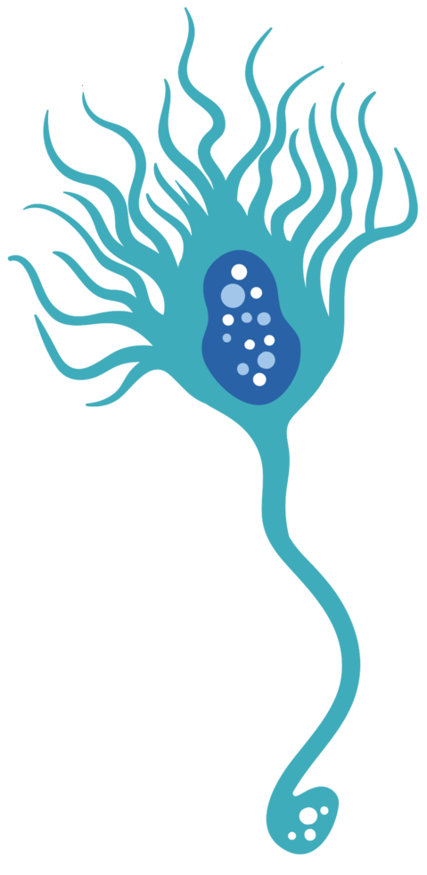 neuron png